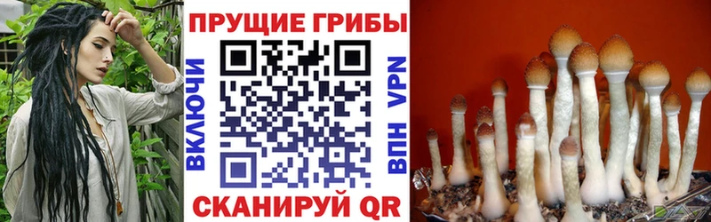 хочу Каменка Псилоцибиновые грибы мицелий